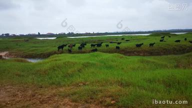 草原牛羊养殖动物